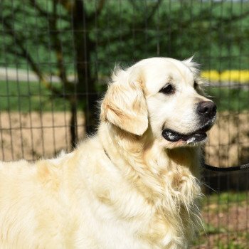 chien Golden retriever Néva élevage du Fond de la Noye