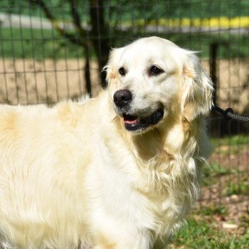 chien Golden retriever Néva élevage du Fond de la Noye