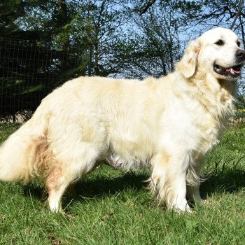 chien Golden retriever Néva élevage du Fond de la Noye