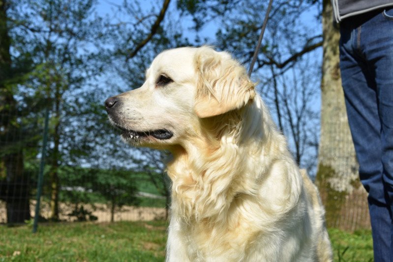 Néva du Fond de la Noye Femelle Golden retriever