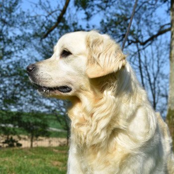 chien Golden retriever Néva élevage du Fond de la Noye