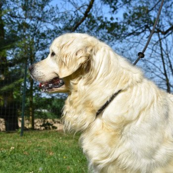 chien Golden retriever Néva élevage du Fond de la Noye