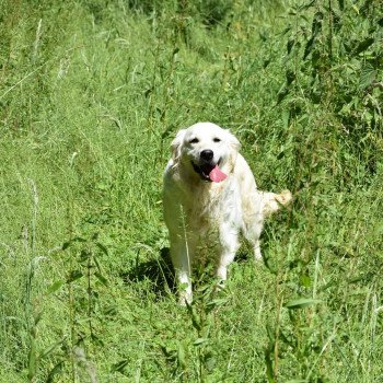 chien Golden retriever sable Non Stop élevage du Fond de la Noye