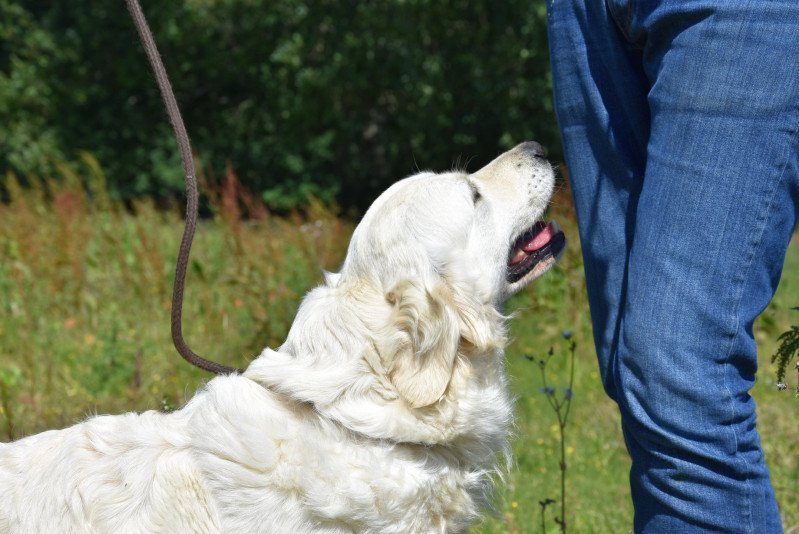 Non Stop du Fond de la Noye Femelle Golden retriever