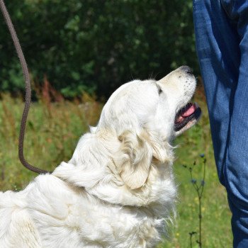 chien Golden retriever sable Non Stop élevage du Fond de la Noye