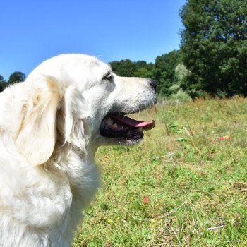 chien Golden retriever sable Non Stop élevage du Fond de la Noye