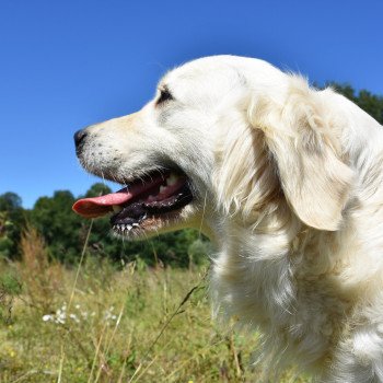 chien Golden retriever sable Non Stop élevage du Fond de la Noye