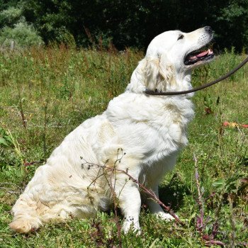 chien Golden retriever sable Non Stop élevage du Fond de la Noye