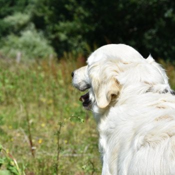 chien Golden retriever sable Non Stop élevage du Fond de la Noye