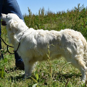 chien Golden retriever sable Non Stop élevage du Fond de la Noye