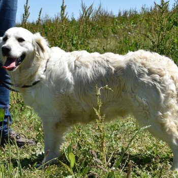 chien Golden retriever sable Non Stop élevage du Fond de la Noye