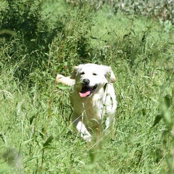 chien Golden retriever sable Non Stop élevage du Fond de la Noye