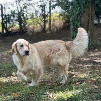 chien Golden retriever Olli élevage du Fond de la Noye