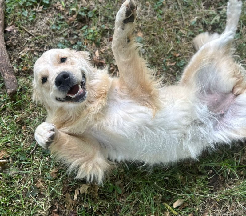 Olli Femelle Golden retriever