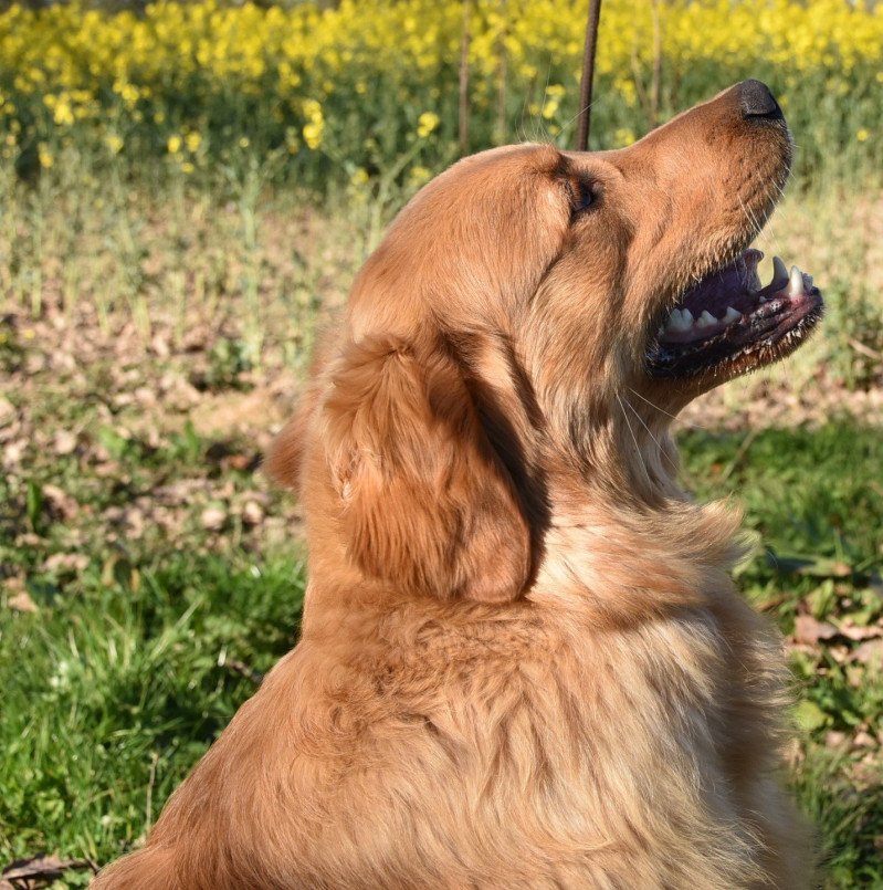 Perceval des Fields d'Est Mâle Golden retriever Perceval des Fields d'Est Mâle Golden retriever
