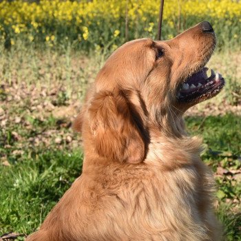 chien Golden retriever fauve orangé Perceval élevage du Fond de la Noye chien Golden retriever fauve orangé Perceval élevage du Fond de la Noye