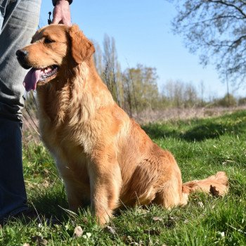 chien Golden retriever fauve orangé Perceval élevage du Fond de la Noye