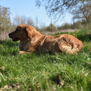 chien Golden retriever fauve orangé Perceval élevage du Fond de la Noye