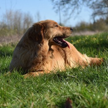 chien Golden retriever fauve orangé Perceval élevage du Fond de la Noye chien Golden retriever fauve orangé Perceval élevage du Fond de la Noye