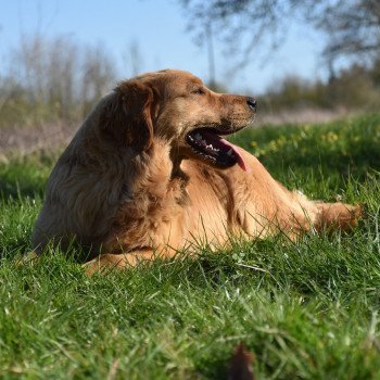 chien Golden retriever fauve orangé Perceval élevage du Fond de la Noye