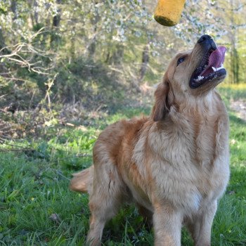 chien Golden retriever fauve orangé Perceval élevage du Fond de la Noye