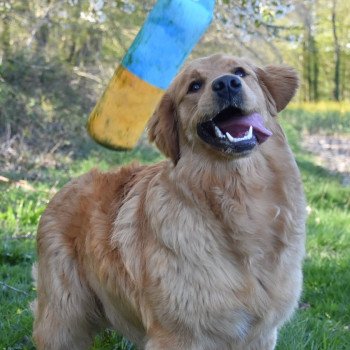 chien Golden retriever fauve orangé Perceval élevage du Fond de la Noye