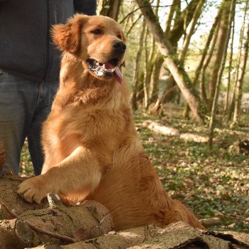 chien Golden retriever fauve orangé Perceval élevage du Fond de la Noye chien Golden retriever fauve orangé Perceval élevage du Fond de la Noye