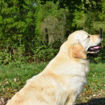 chien Golden retriever sable Petillante élevage du Fond de la Noye