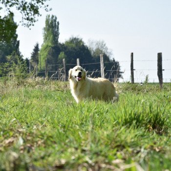 chien Golden retriever sable Petillante élevage du Fond de la Noye