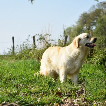 chien Golden retriever sable Petillante élevage du Fond de la Noye
