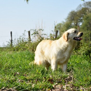 chien Golden retriever sable Petillante élevage du Fond de la Noye chien Golden retriever sable Petillante élevage du Fond de la Noye