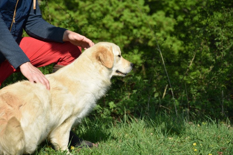 Petillante du Fond de la Noye Femelle Golden retriever