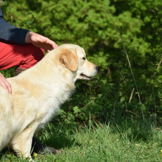 Petillante du Fond de la Noye Femelle Golden retriever