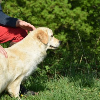 chien Golden retriever sable Petillante élevage du Fond de la Noye