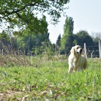 chien Golden retriever sable Petillante élevage du Fond de la Noye chien Golden retriever sable Petillante élevage du Fond de la Noye