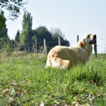 chien Golden retriever sable Petillante élevage du Fond de la Noye chien Golden retriever sable Petillante élevage du Fond de la Noye
