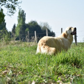 chien Golden retriever sable Petillante élevage du Fond de la Noye