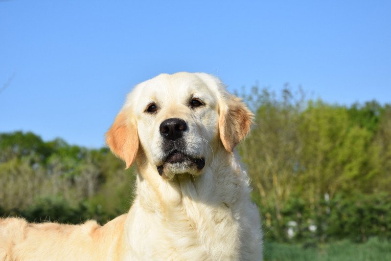 Pink-Lady du Fond de la Noye Femelle Golden retriever