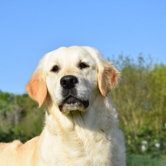 Pink-Lady du Fond de la Noye Femelle Golden retriever