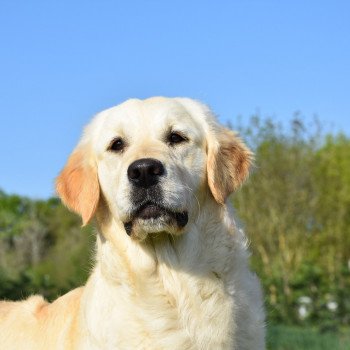 chien Golden retriever sable Pink-Lady élevage du Fond de la Noye