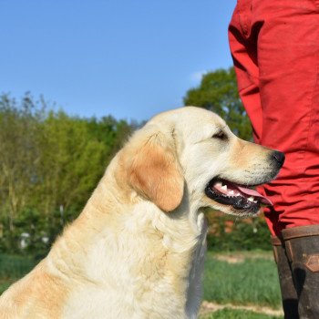 chien Golden retriever sable Pink-Lady élevage du Fond de la Noye