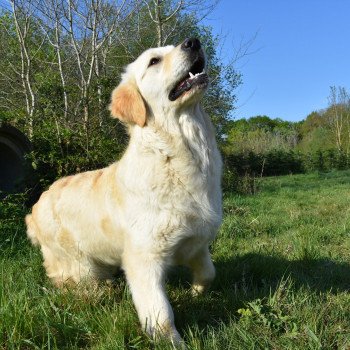 chien Golden retriever sable Pink-Lady élevage du Fond de la Noye