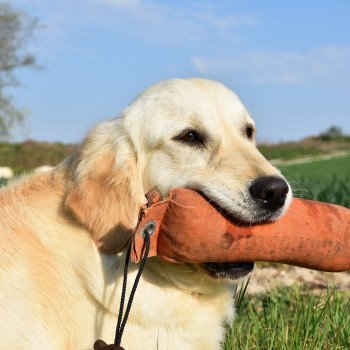 chien Golden retriever sable Pink-Lady élevage du Fond de la Noye