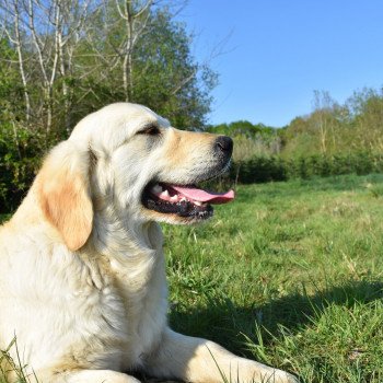 chien Golden retriever sable Pink-Lady élevage du Fond de la Noye