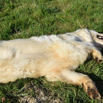 chien Golden retriever sable Pink-Lady élevage du Fond de la Noye