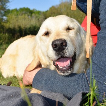 chien Golden retriever sable Pink-Lady élevage du Fond de la Noye