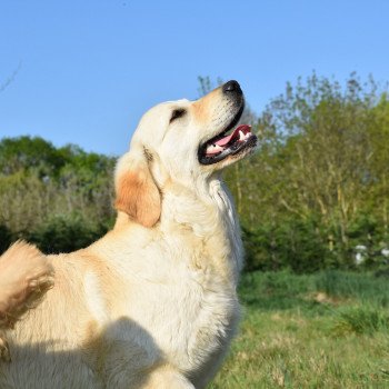 chien Golden retriever sable Pink-Lady élevage du Fond de la Noye