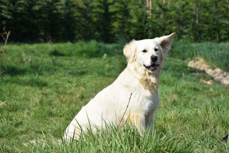 Pistache du Fond de la Noye Femelle Golden retriever