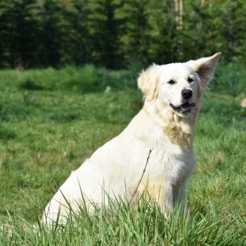 chien Golden retriever sable Pistache élevage du Fond de la Noye chien Golden retriever sable Pistache élevage du Fond de la Noye