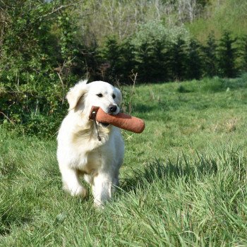 chien Golden retriever sable Pistache élevage du Fond de la Noye chien Golden retriever sable Pistache élevage du Fond de la Noye